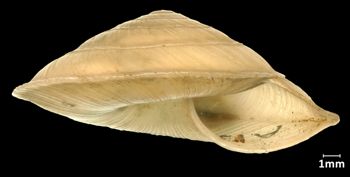Media type: image;   Malacology 73590 Aspect: apertual